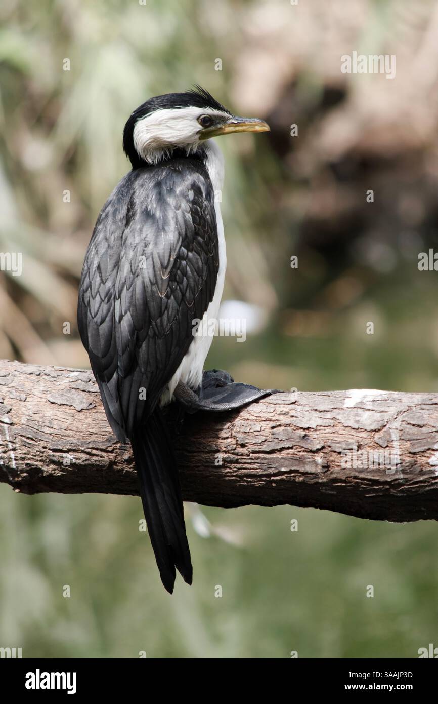 Le Cormorant à pied est un oiseau de taille moyenne avec des ailes noires et une queue noire. Il a un visage et une poitrine blancs. Banque D'Images