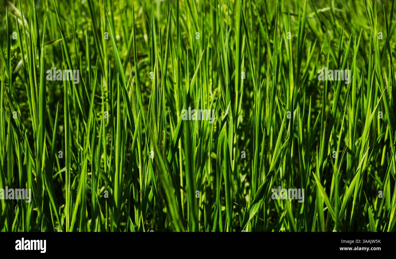 L'herbe verte luxuriante prospère, créant une toile de fond vibrante de la beauté de la nature Banque D'Images