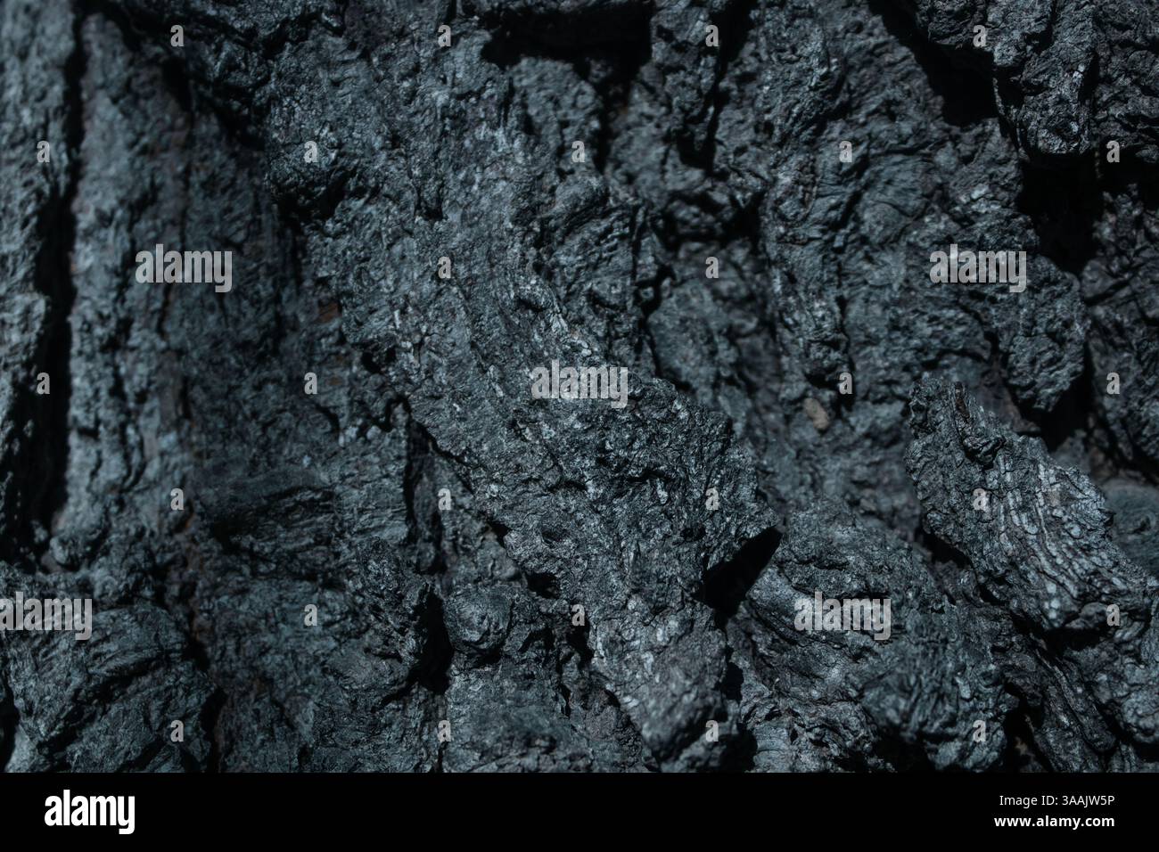 Texture d'écorce carbonisée d'un arbre brûlé, créant une image nette et dramatique des suites d'un feu de forêt Banque D'Images