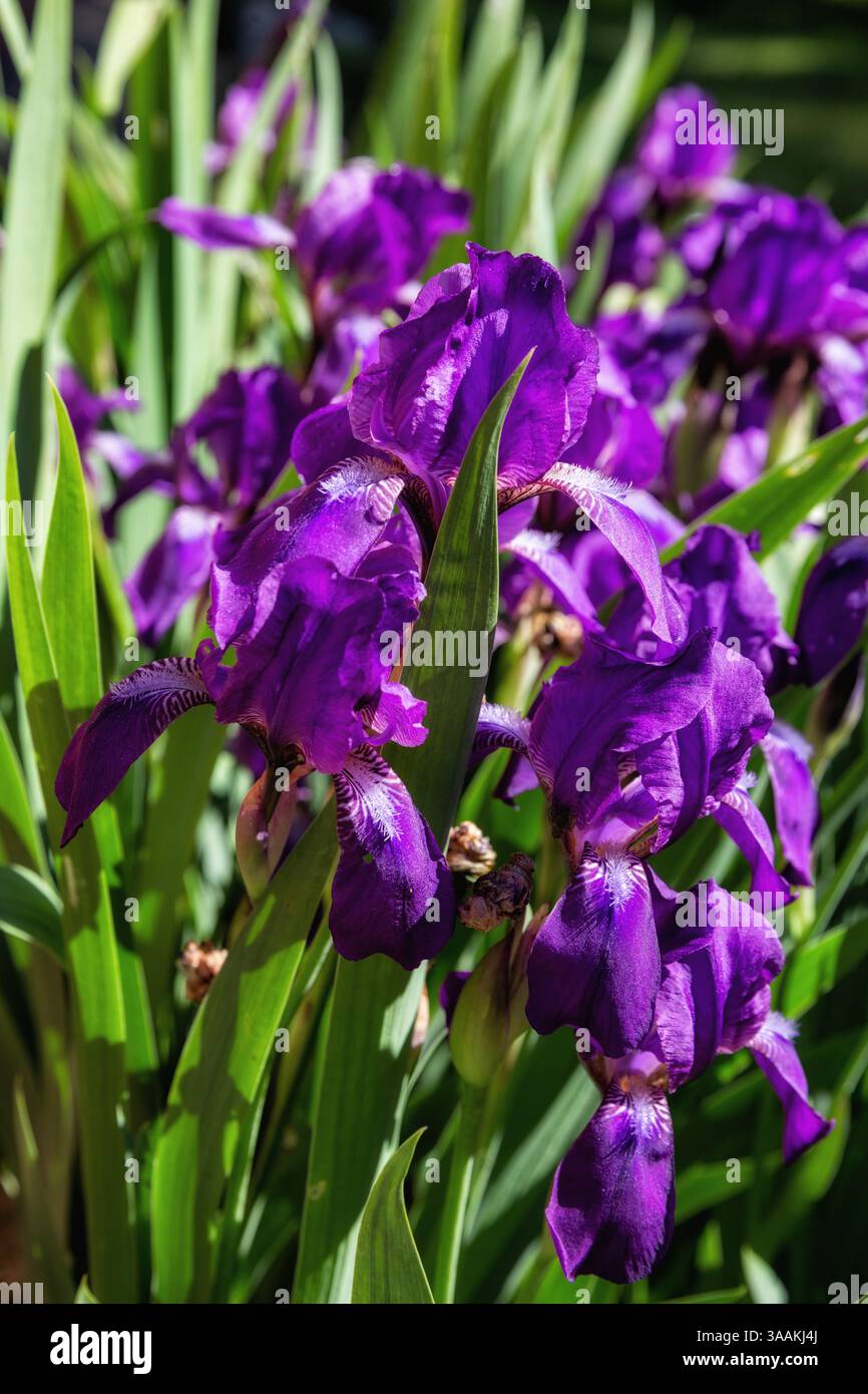 Iris violets sur un parterre de fleurs dans le jardin Banque D'Images