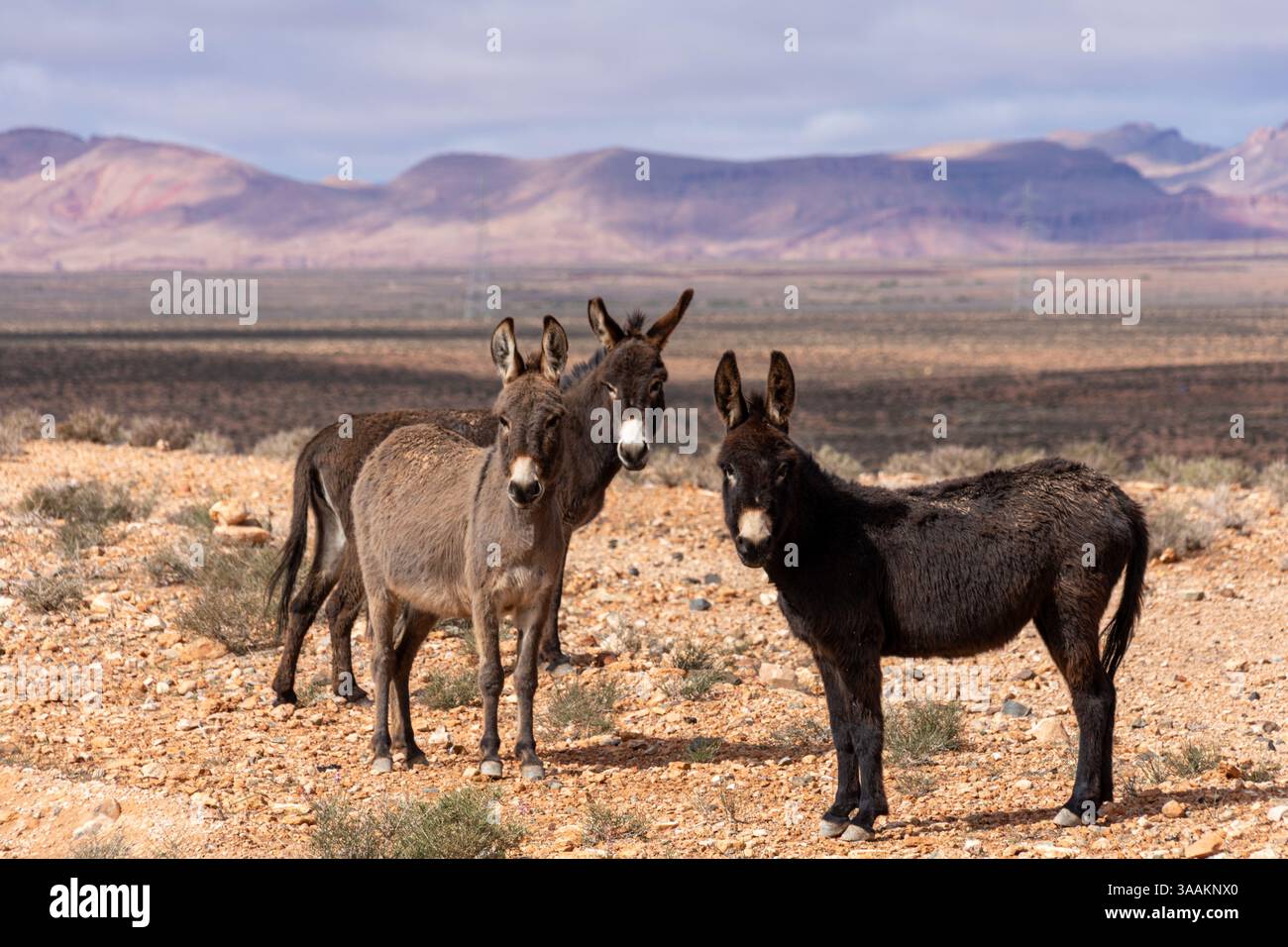 Ânes sauvages dans le paysage aride du Maroc Banque D'Images