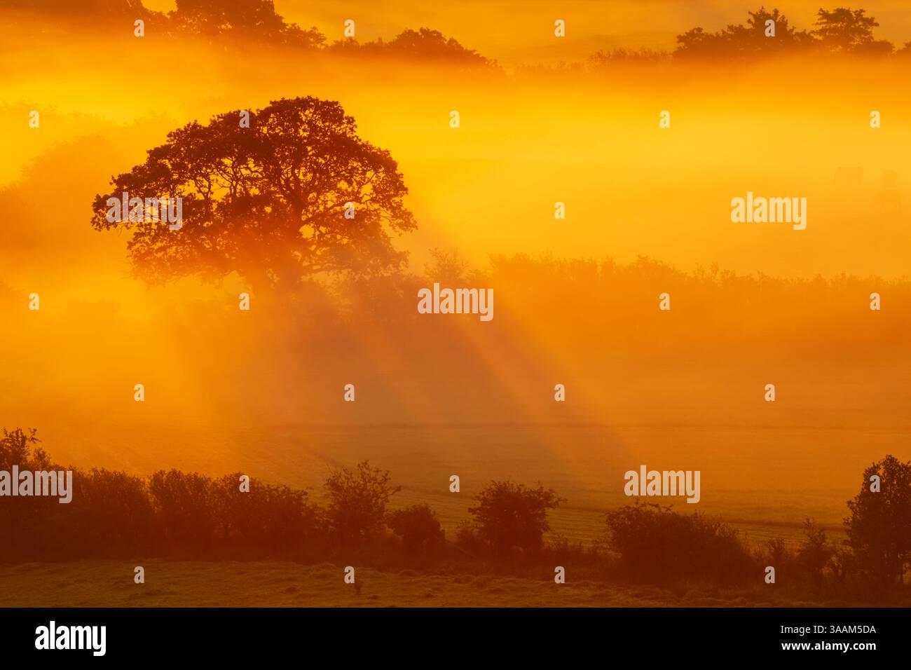 Vue du début de l'automne avec le soleil rétro-éclairant un arbre et éclairant la brume basse, regardant à travers les champs de la vallée d'Esk dans le North York Moor Banque D'Images