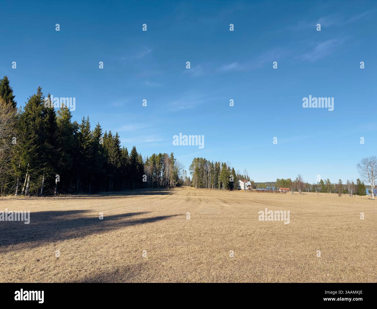 Journée ensoleillée dans un champ ouvert au début du printemps entouré d'arbres dans une zone rurale Banque D'Images