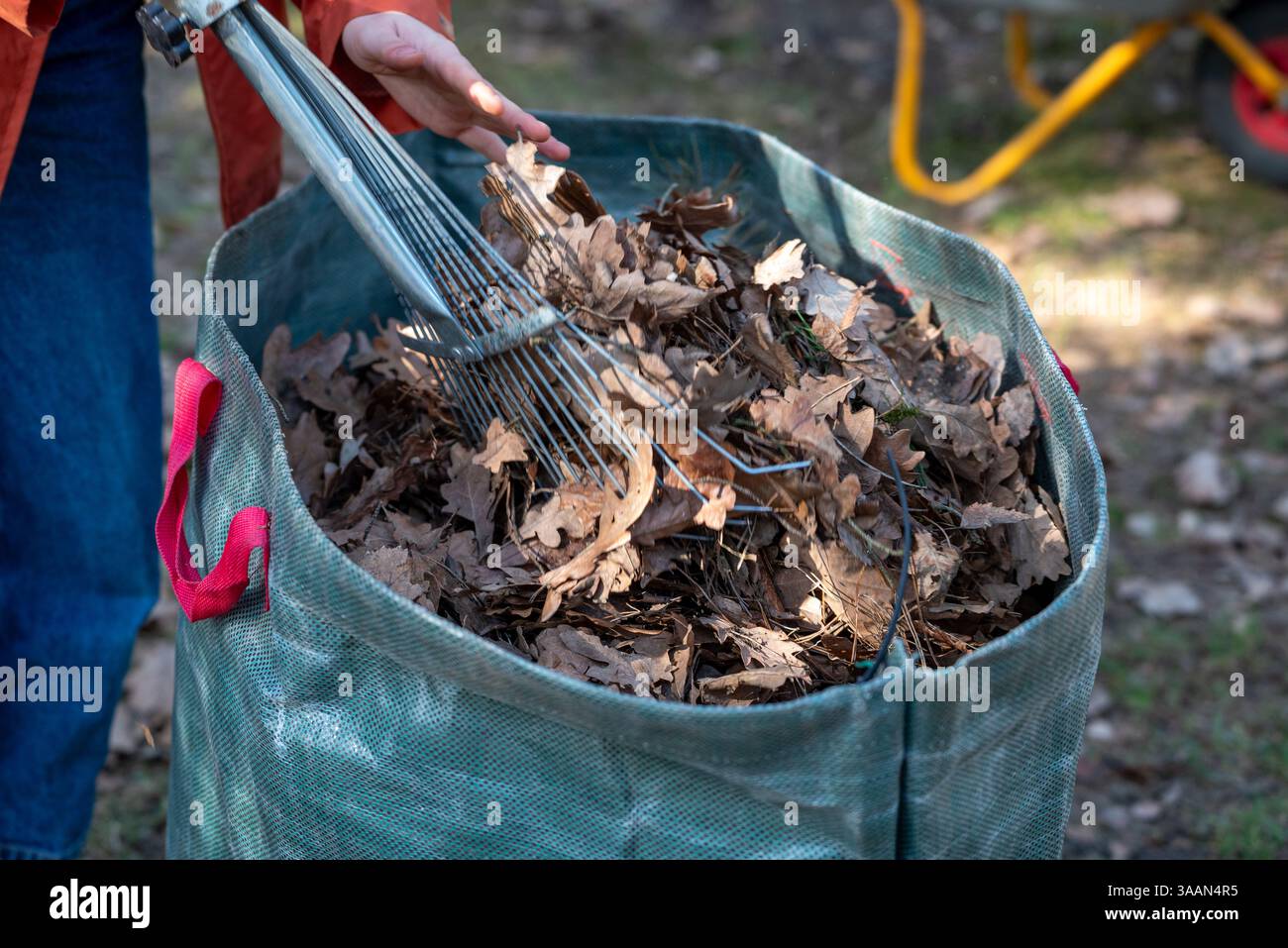 une personne enlevant les vieilles feuilles pourries du jardin et les mettant dans un sac Banque D'Images
