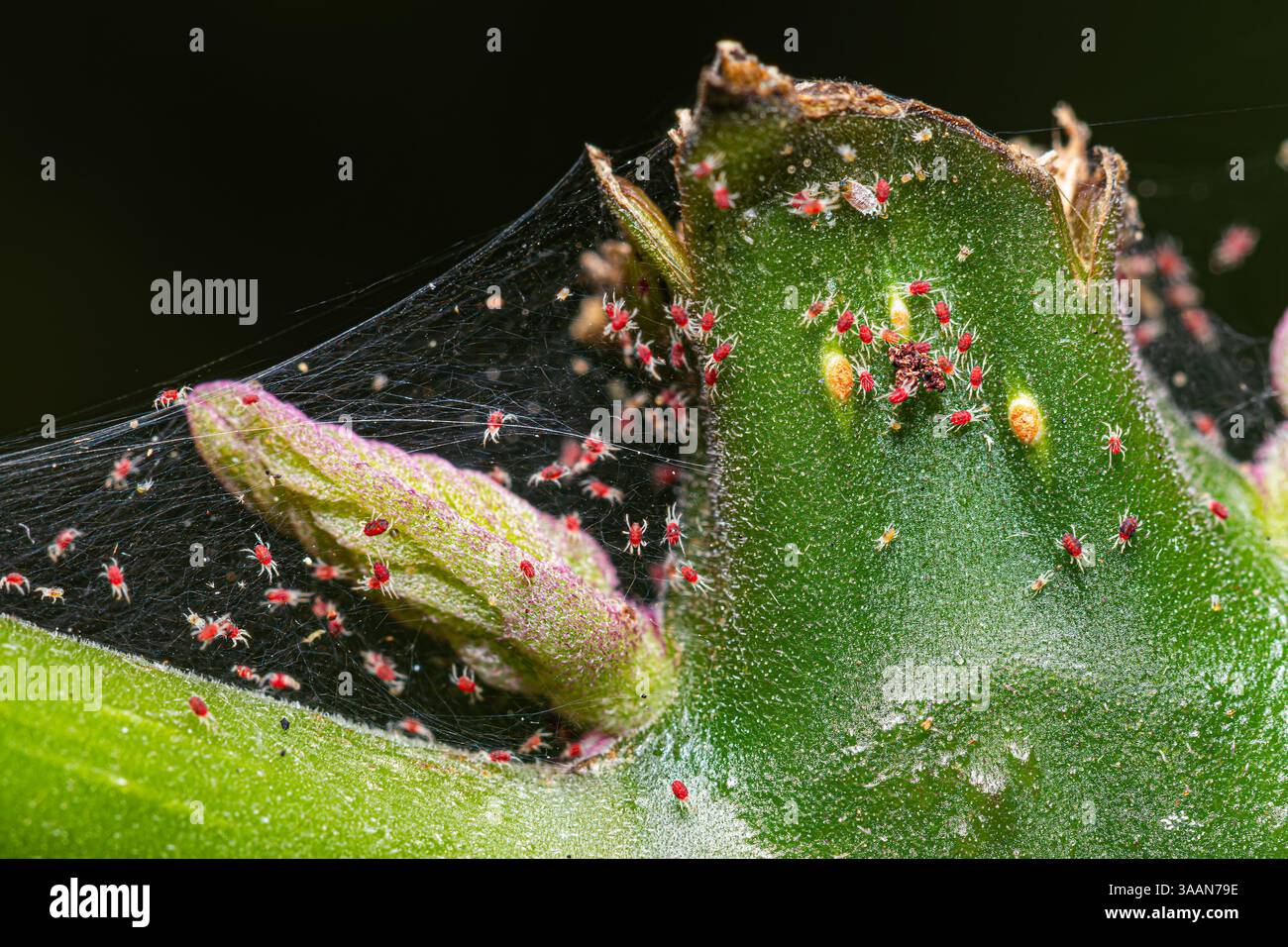 Colonie d'acariens d'araignée rouge sur tronc d'arbre tronqué, taille d'acariens d'araignée environ 0,5 mm. Longueur Banque D'Images