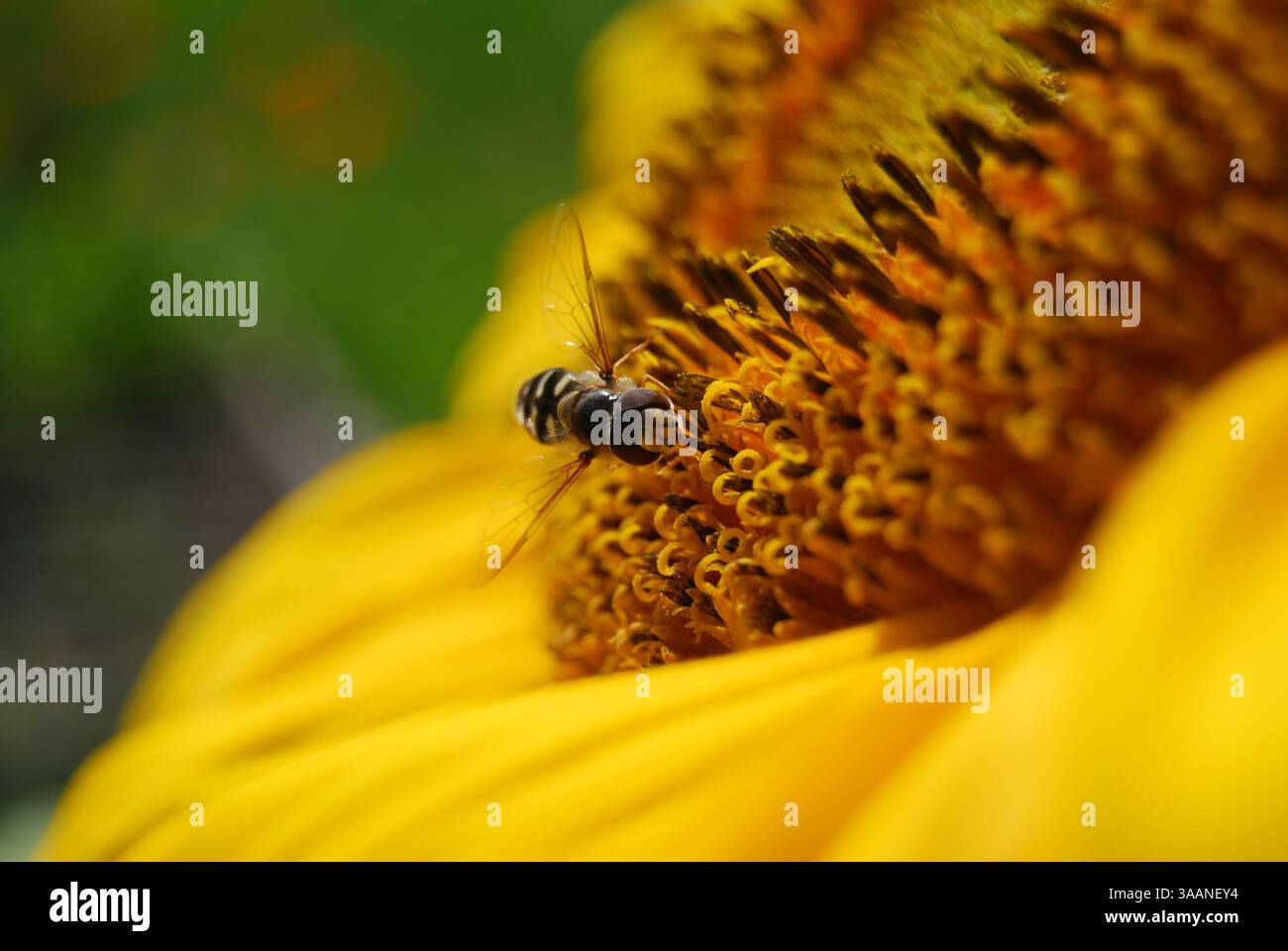 Hoverfly sucant le nectar sur le tournesol Banque D'Images