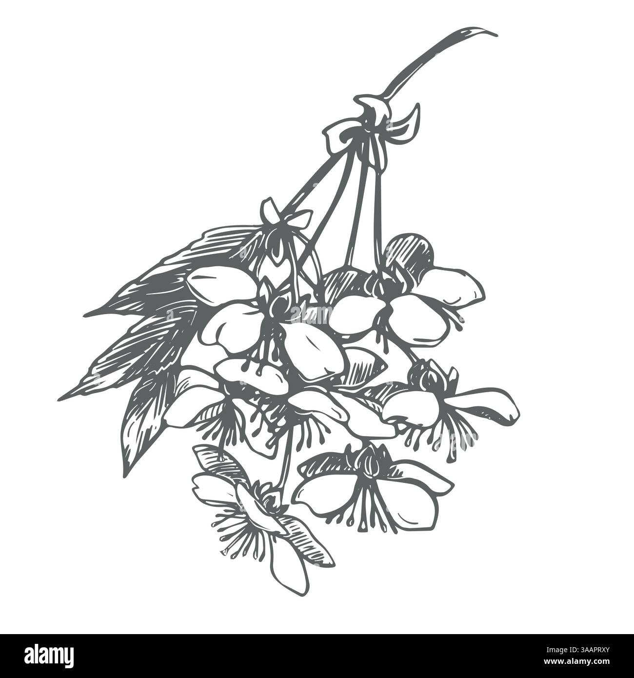 Croquis vectoriel d'une branche de sakura florissante. Illustration de fleurs de cerisier de printemps dans une ancienne technique de gravure. Dessin à l'encre noire pour cosmétiques, emballage alimentaire, décorations de mariage. Illustration de Vecteur