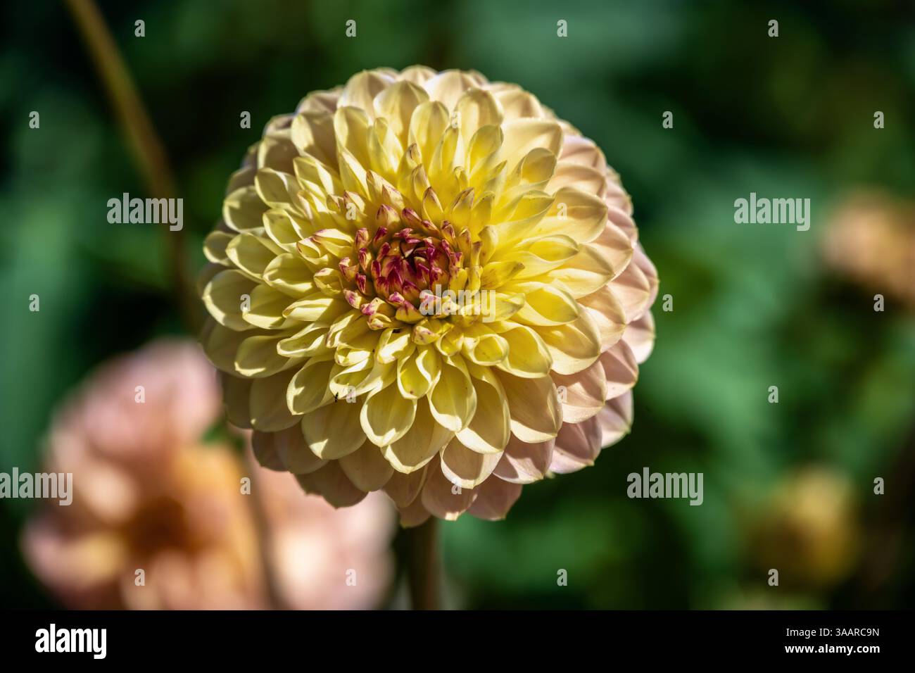 Fleur Dahlia 'Isa favorite' Banque D'Images