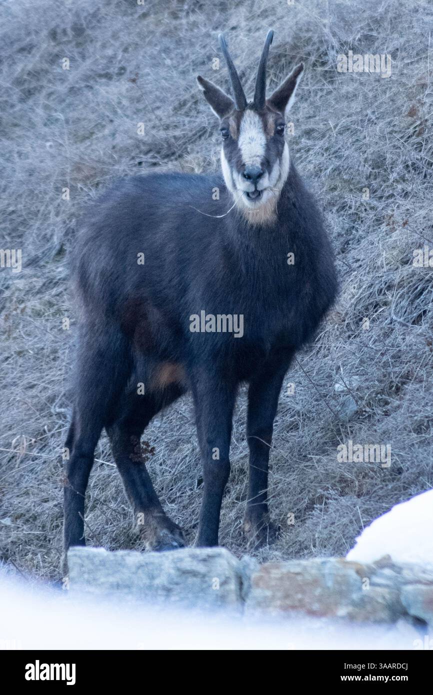 Curieux chamois Banque D'Images