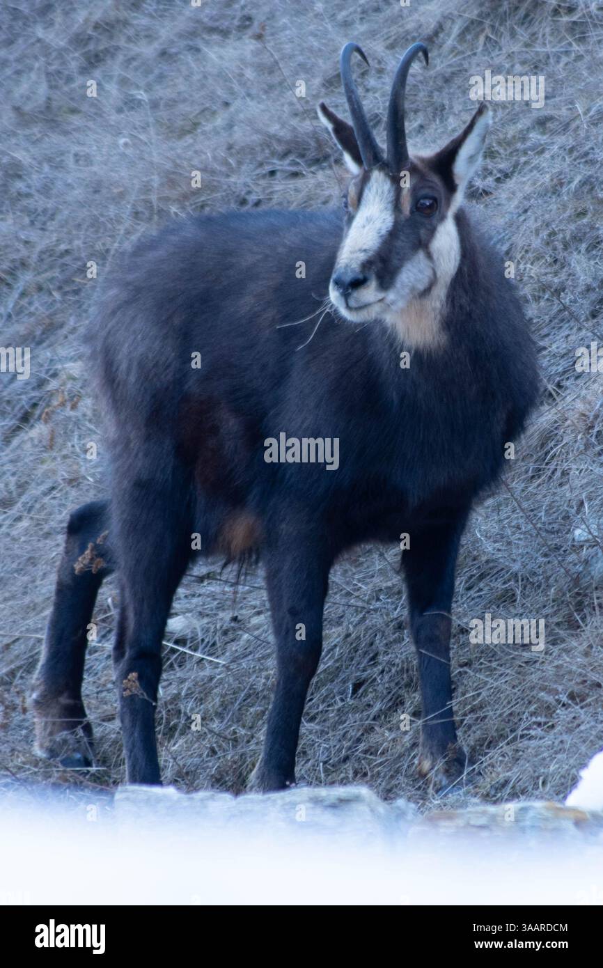 Curieux chamois Banque D'Images