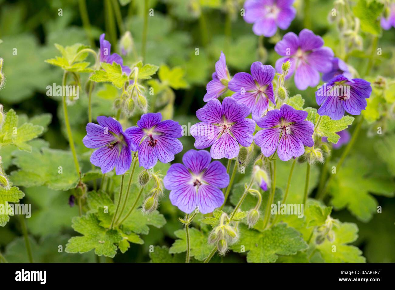 Violett blüht der Storchschnabel Geranium, Saxe, Deutschland *** pourpre floraison cranesbill géranium , Saxe, Allemagne Banque D'Images