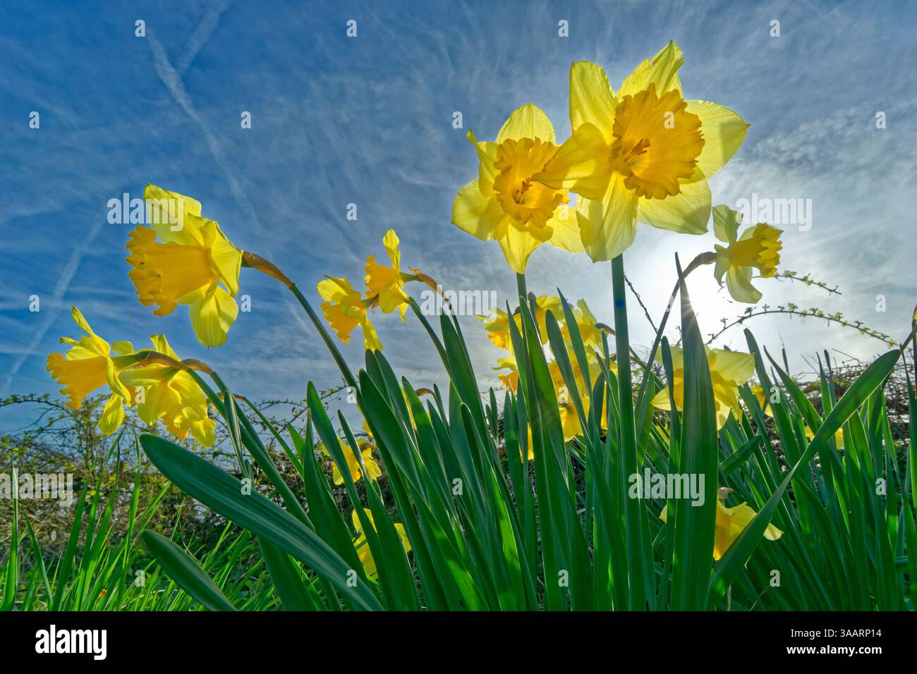 Jonquilles printanières sauvages. Banque D'Images