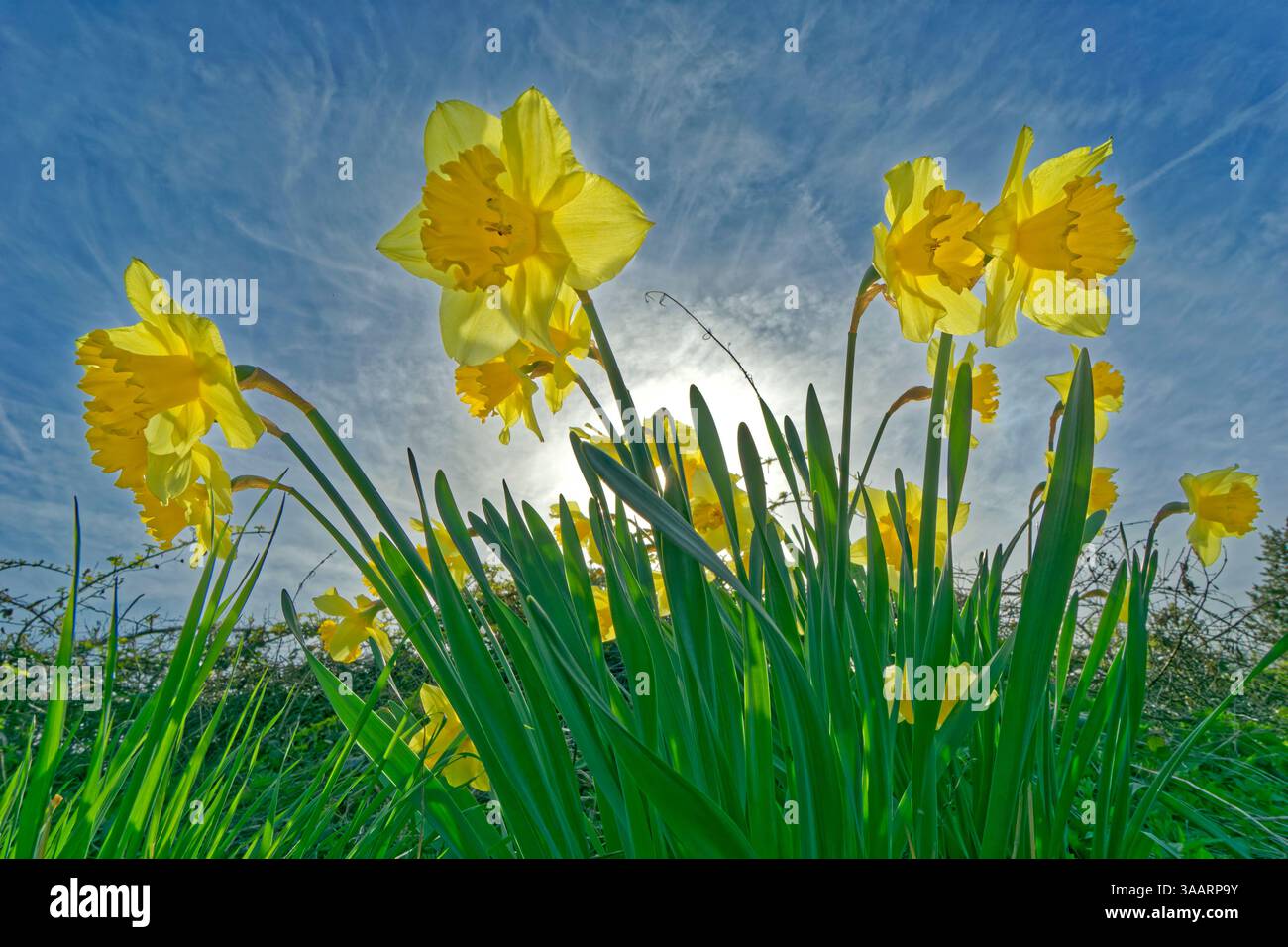 Jonquilles printanières sauvages. Banque D'Images