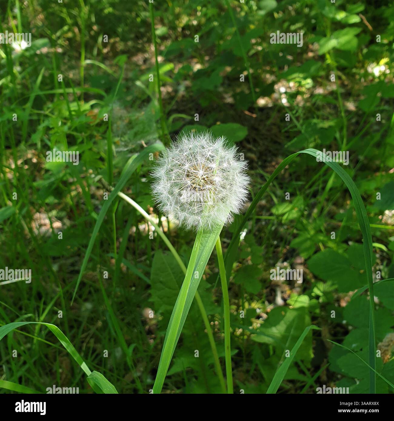 Un gros plan d'une tête de graines de pissenlit dans une lumière tamisée en été, réserve naturelle HIC Bibi à Coppull, Chorley, Lancashire, Royaume-Uni Banque D'Images