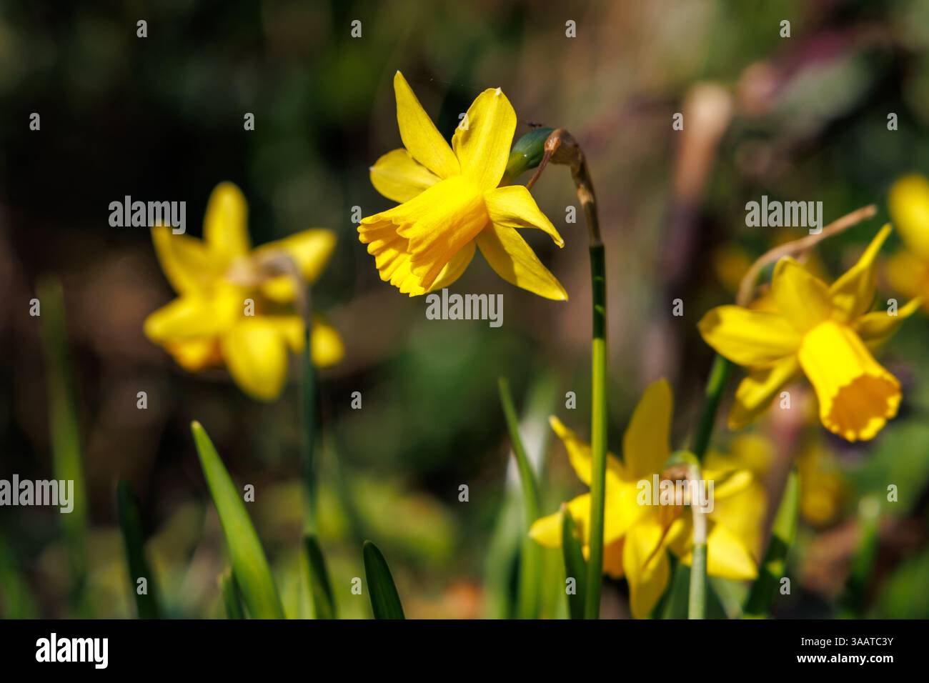Fleurs de jonquille jaune poussant au printemps dans un jardin au Royaume-Uni Banque D'Images Fleurs de jonquille jaune poussant au printemps dans un jardin au Royaume-Uni Banque D'Images