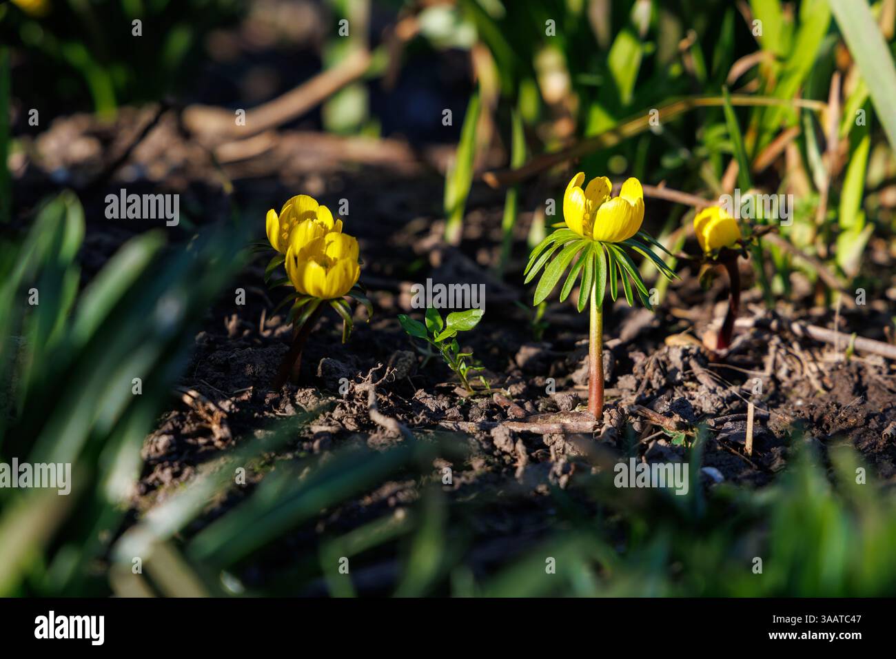 Aconite d'hiver, fleurs d'Eranthis hyemalis. Une plante de la famille des buttercup. Sussex, Royaume-Uni Banque D'Images Aconite d'hiver, fleurs d'Eranthis hyemalis. Une plante de la famille des buttercup. Sussex, Royaume-Uni Banque D'Images