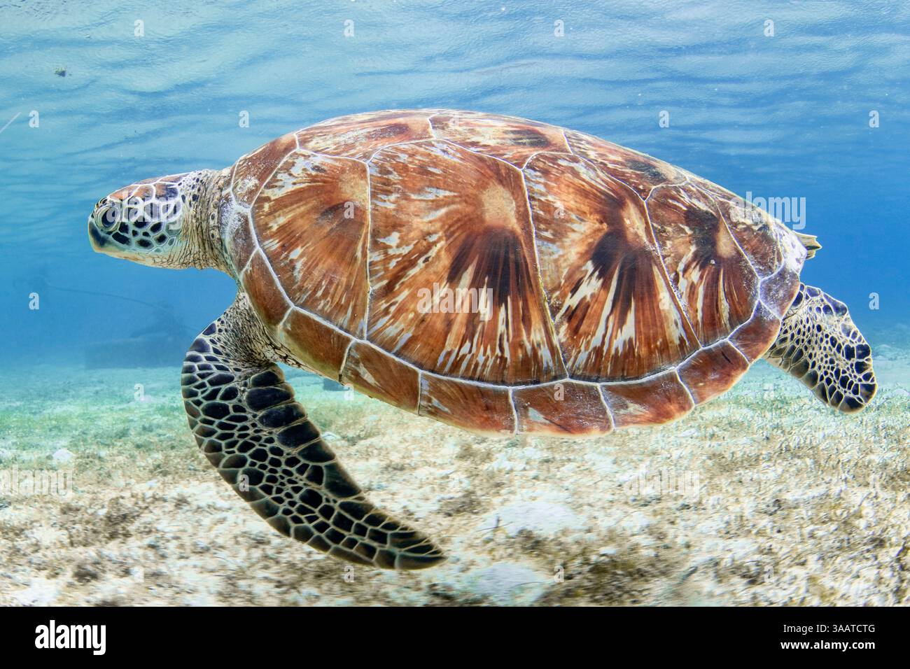 Une tortue de mer verte, Îles Salomon. Banque D'Images