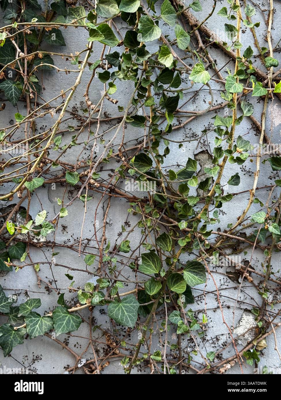 Des vignes de lierre vertes et des branches séchées se répandent sur un mur de béton fissuré, créant un motif texturé naturel. Banque D'Images