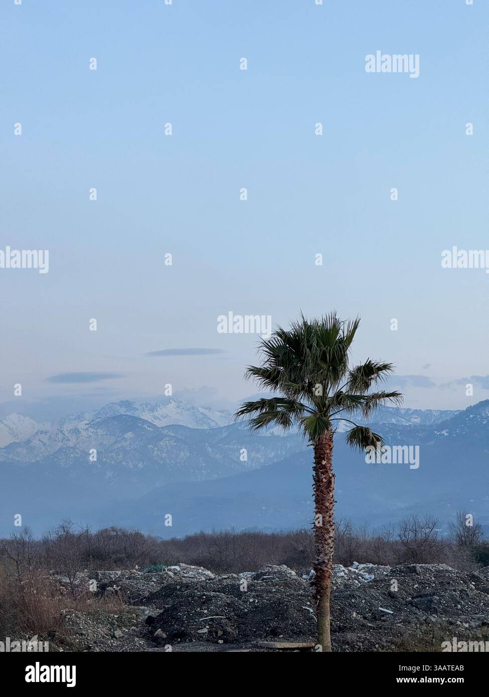 Un seul palmier se dresse sur un fond de montagnes enneigées et un ciel dégagé, créant un contraste saisissant entre les terres tropicales et alpines Banque D'Images