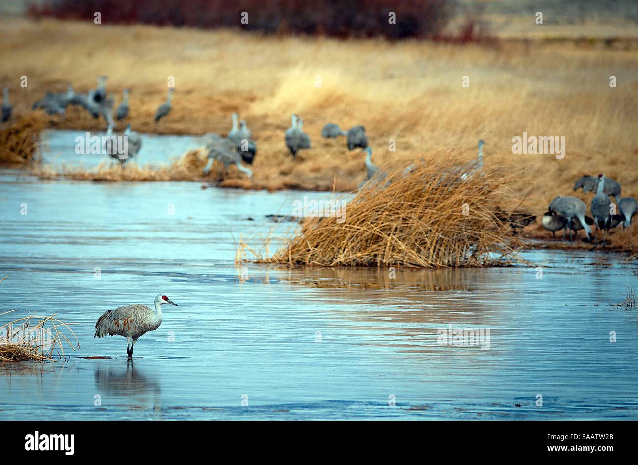 21 mars 2018 : une timide grue de sable cherche une traversée d'eau dans les champs et les zones humides du National Wildlife refuge. Chaque printemps, pas moins de 27 000 grues de sable migrent à travers la vallée de San Luis dans le Colorado et la réserve naturelle nationale de Monte Vista, Monte Vista, Colorado(crédit image : &copy ; Larry Clouse/CSM via ZUMA Wire) Banque D'Images