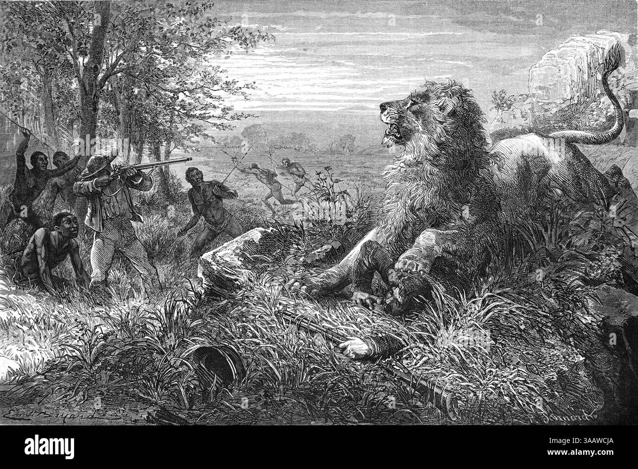 David Livingstone (1813-1873) Explorateur écossais et missionnaire, confronte, tire ou chasse un lion en Afrique. Gravure vintage ou historique ou illustration 1866 Banque D'Images