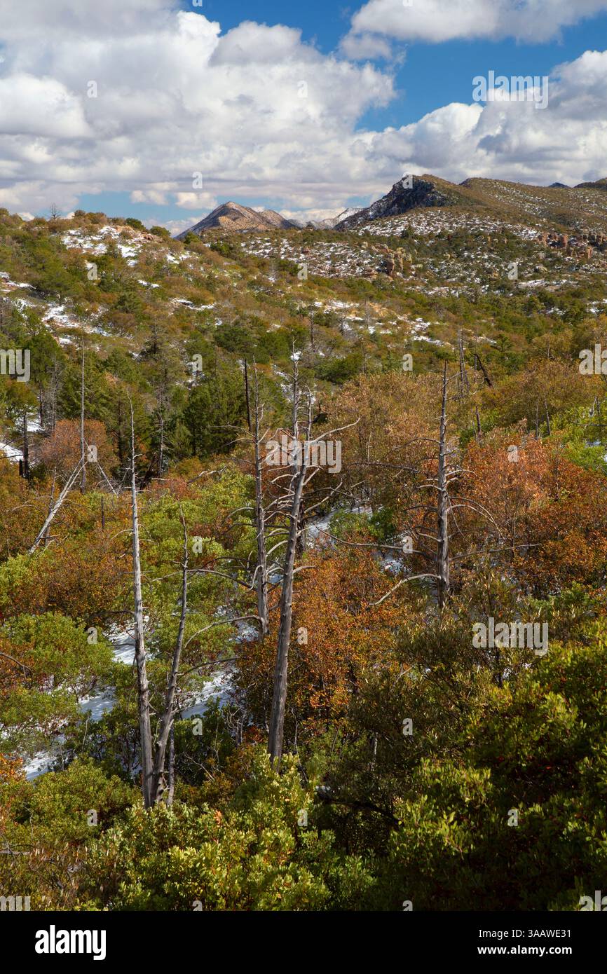 Vue sur la forêt brûlée depuis Sugarloaf Mountain Trailhead, Chiricahua National Monument, Arizona Banque D'Images