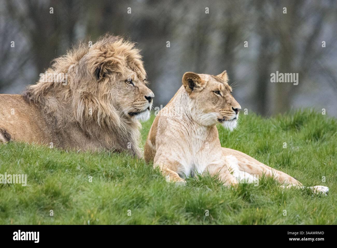 Lion d’Afrique Banque D'Images