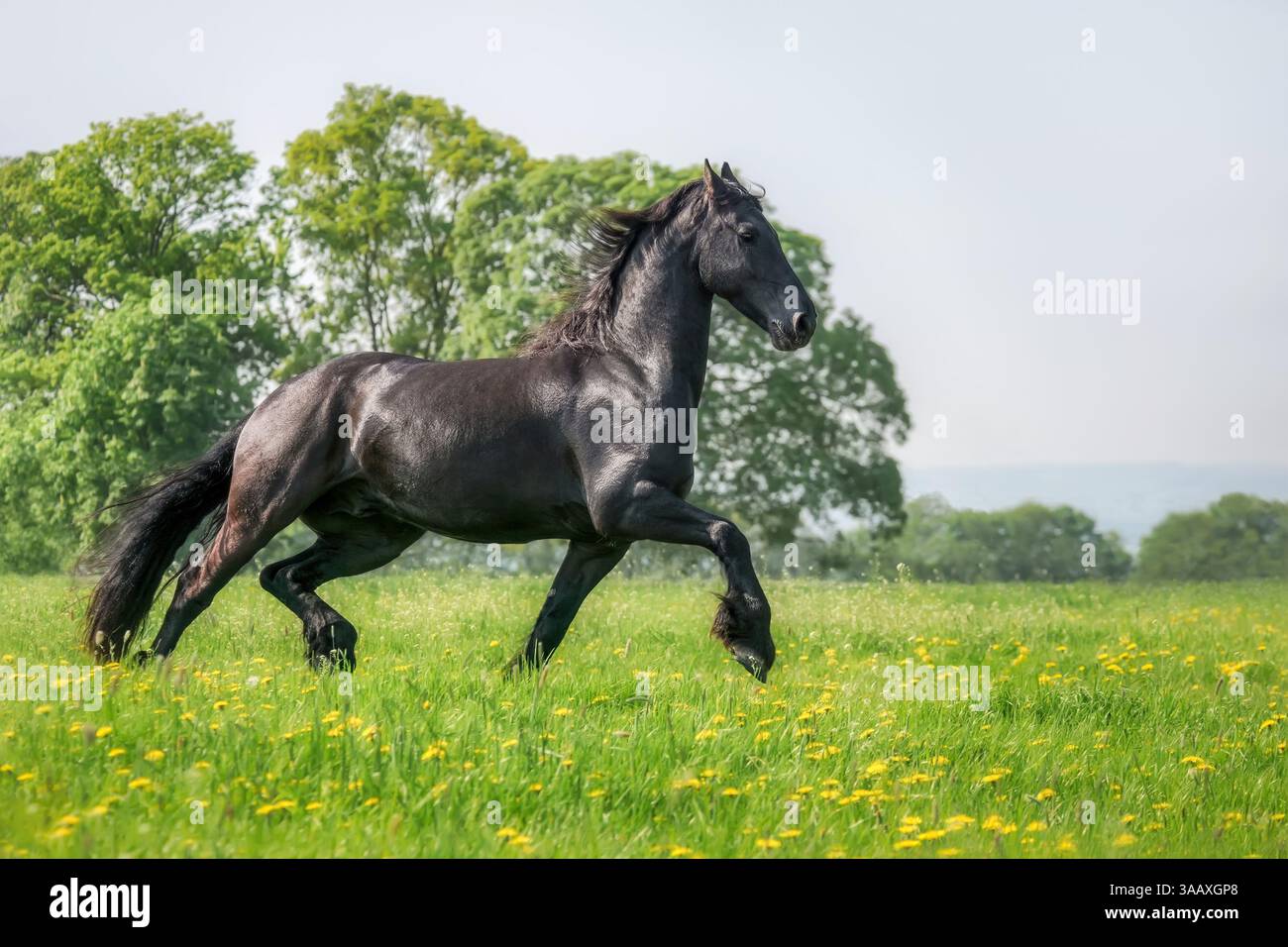 Cheval frison, manteau noir de couleur, trotter puissamment dans une prairie d'herbe verte fleurie au printemps, en Allemagne Banque D'Images