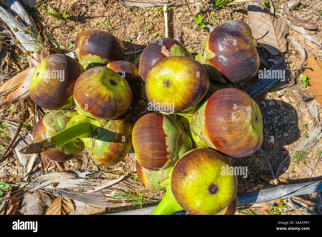 Laos, province de Champasak, région de si Pan Don (ou région de 4000 îles), Don Khong ou île de Khong, récolte des fruits du palmier à sucre ou palmier Palmyre (Borassus flabellifer L.) pour la production de sucre ou de vin de palme Banque D'Images