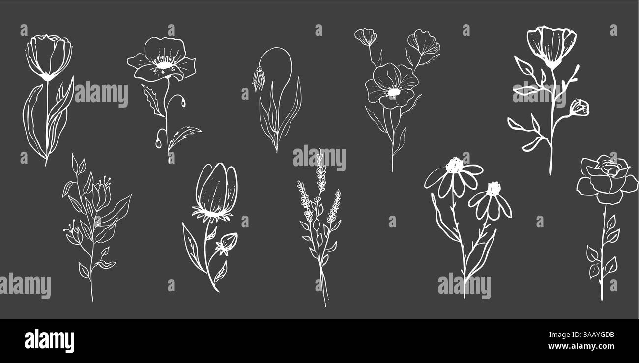 Floral botanique féminin fleur sauvage ligne d'été dessin à la craie. Trendy minimal Elements herbes de mariage, fleurs minimalistes avec des feuilles élégantes. Petit tatouage, élégant rustique. Illustration vectorielle Illustration de Vecteur