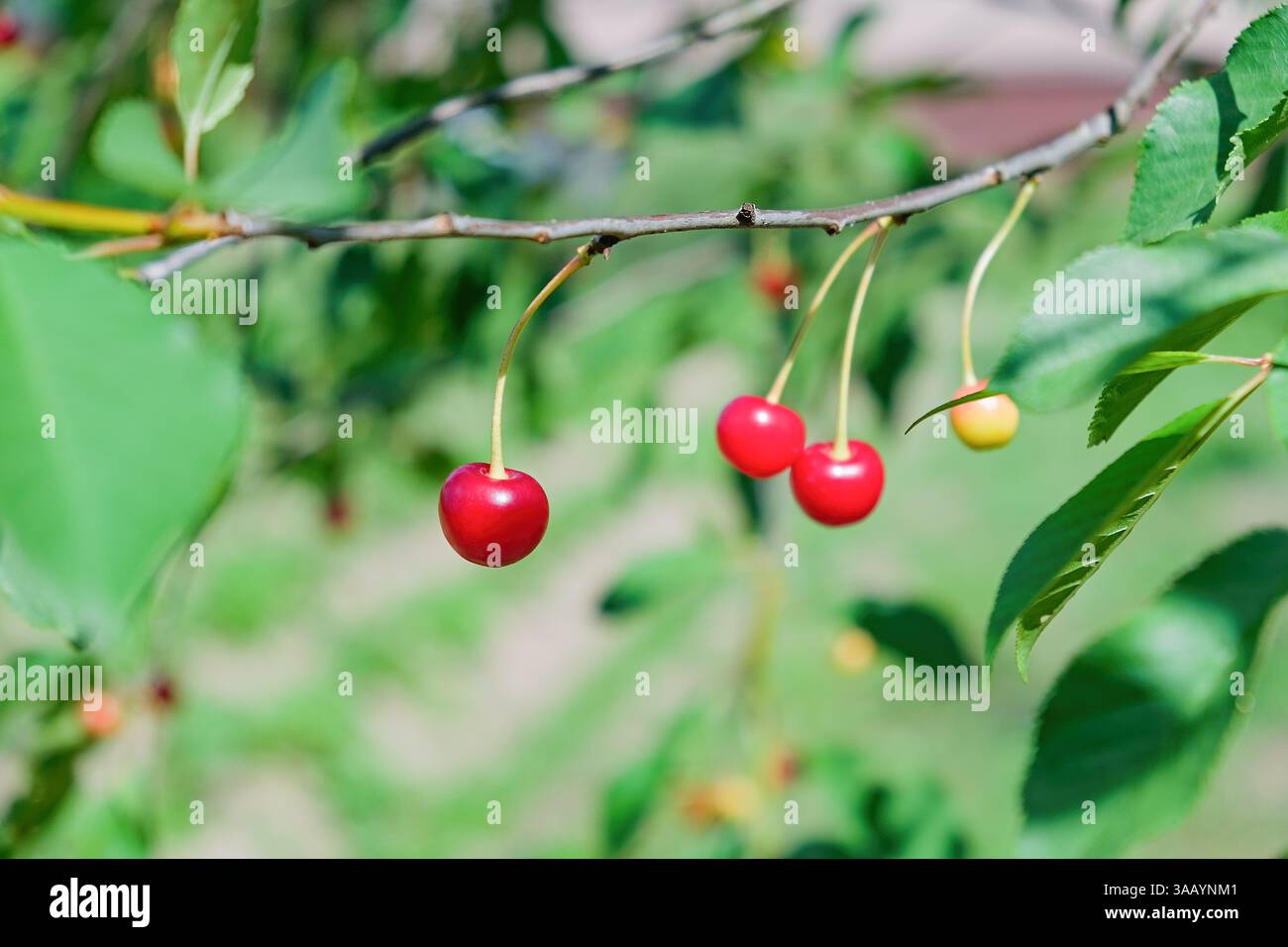 Gros plan de cerises rouges mûres accrochées à une branche d'arbre entourée de feuilles vertes fraîches. Copier l'espace. Banque D'Images