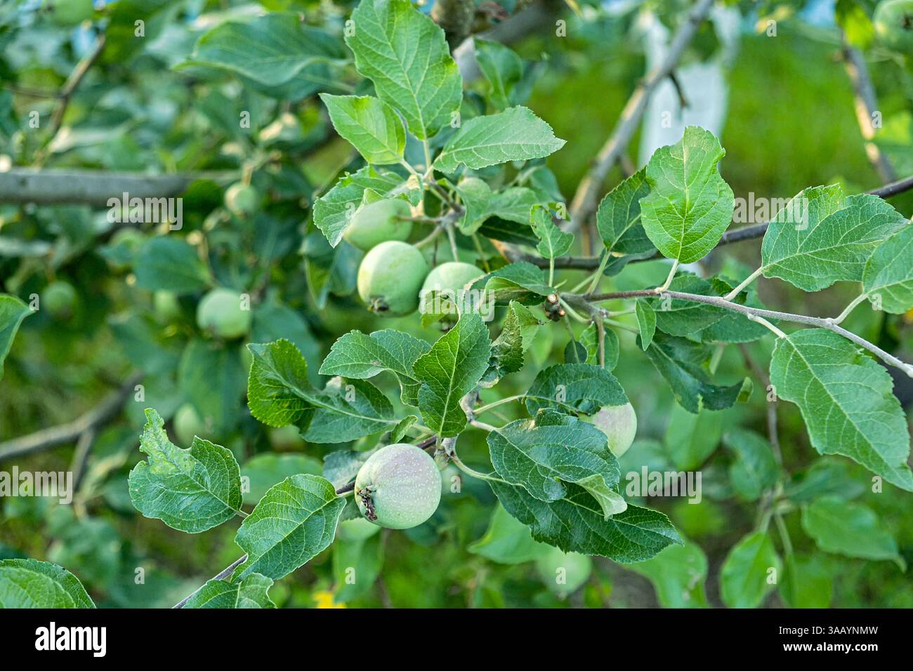 Branche d'un pommier avec des pommes vertes suspendues parmi des feuilles vibrantes dans un verger. Les pommes fraîches et saines indiquent le stade précoce de la maturation, Banque D'Images