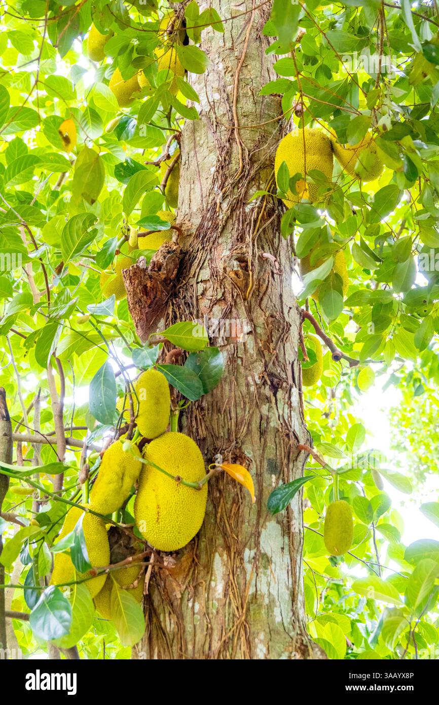 Sri Lanka, Province du Sud, domaine de thé Handunugoda, arbre jackfruit Banque D'Images