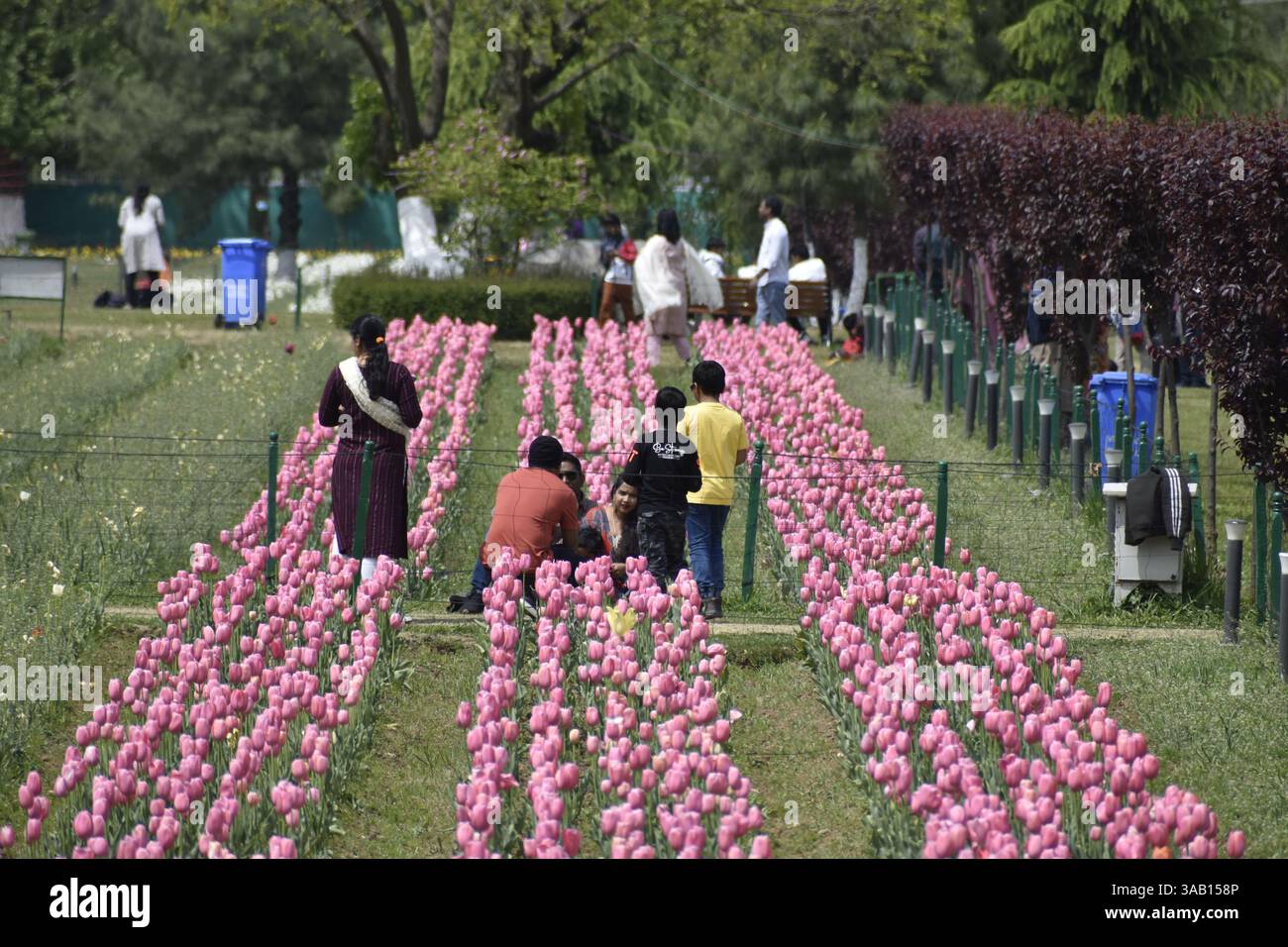 Srinagar, Inde. 01st Apr, 2025. Visite touristique le plus grand jardin de tulipes d'Asie, Indira Gandhi Memorial Garden niché dans les contreforts de la chaîne de Zabarwan, est le plus grand d'Asie, couvre environ 30 hectares. Où les touristes peuvent profiter de milliers de tulipes de différentes couleurs en pleine floraison. Le 1er avril 2025 à Srinagar, Cachemire, Inde. (Photo par Umer Qadir/ crédit : Eyepix Group/Alamy Live News Banque D'Images
