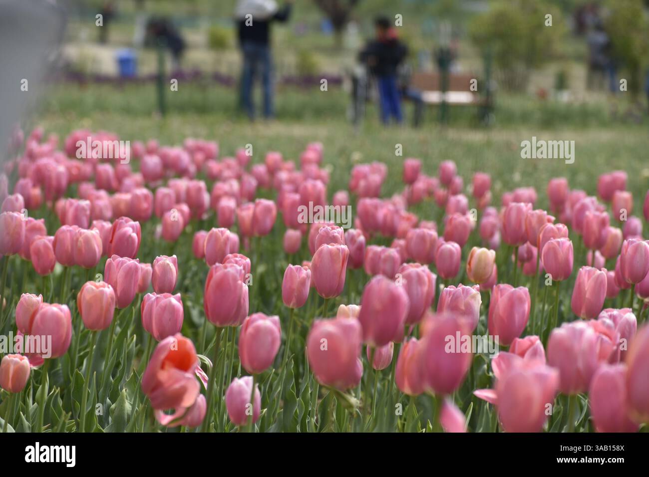 Srinagar, Inde. 01st Apr, 2025. Les tulipes roses fleurissent dans le plus grand jardin de tulipes d'Asie, le jardin Indira Gandhi Memorial, niché dans les contreforts de la chaîne de Zabarwan, est le plus grand d'Asie, couvre environ 30 hectares. Où les touristes peuvent profiter de milliers de tulipes de différentes couleurs en pleine floraison. Le 1er avril 2025 à Srinagar, Cachemire, Inde. (Photo par Umer Qadir/ crédit : Eyepix Group/Alamy Live News Banque D'Images