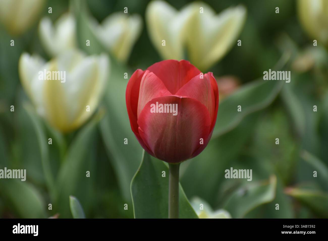 Srinagar, Inde. 01st Apr, 2025. Une tulipe rouge est vue dans le plus grand jardin de tulipes d'Asie, Indira Gandhi Memorial Garden niché dans les contreforts de la chaîne de Zabarwan, est le plus grand d'Asie, couvre environ 30 hectares. Où les touristes peuvent profiter de milliers de tulipes de différentes couleurs en pleine floraison. Le 1er avril 2025 à Srinagar, Cachemire, Inde. (Photo par Umer Qadir/ crédit : Eyepix Group/Alamy Live News Banque D'Images