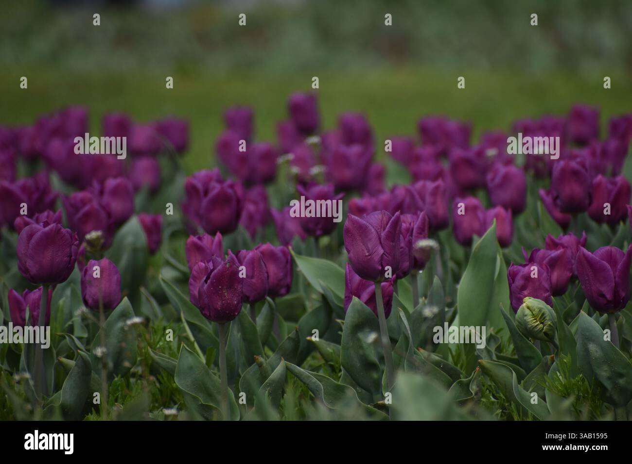 Srinagar, Inde. 01st Apr, 2025. Les tulipes violettes fleurissent dans le plus grand jardin de tulipes d'Asie, le jardin Indira Gandhi Memorial, niché dans les contreforts de la chaîne de Zabarwan, est le plus grand d'Asie, couvre environ 30 hectares. Où les touristes peuvent profiter de milliers de tulipes de différentes couleurs en pleine floraison. Le 1er avril 2025 à Srinagar, Cachemire, Inde. (Photo par Umer Qadir/ crédit : Eyepix Group/Alamy Live News Banque D'Images