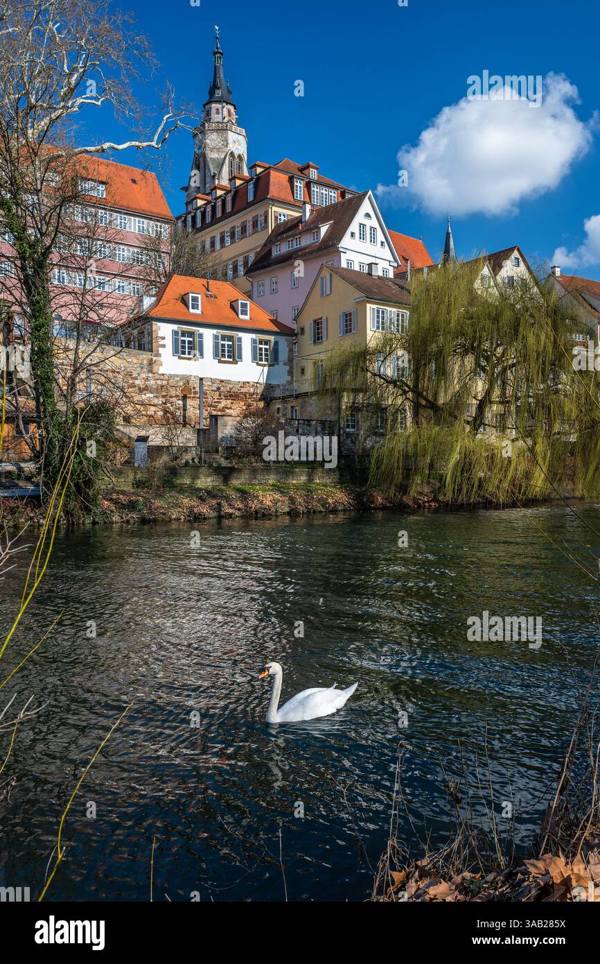 Cygne nageant sur la rivière Neckar en face de la vieille ville historique de Tübingen Banque D'Images