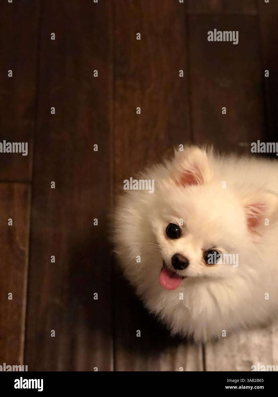 Pomeranian mignon Banque D'Images