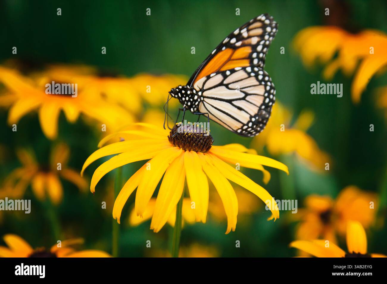 Un papillon monarque se pose sur un champ de Black Eyed Susans Banque D'Images
