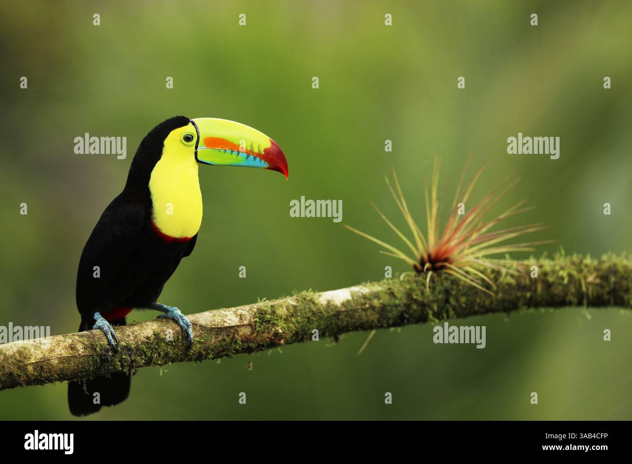 Toucan à bec de quille, Ramphastos sulfuratus, assis sur la branche dans la forêt tropicale, végétation verte, Costa Rica. Banque D'Images