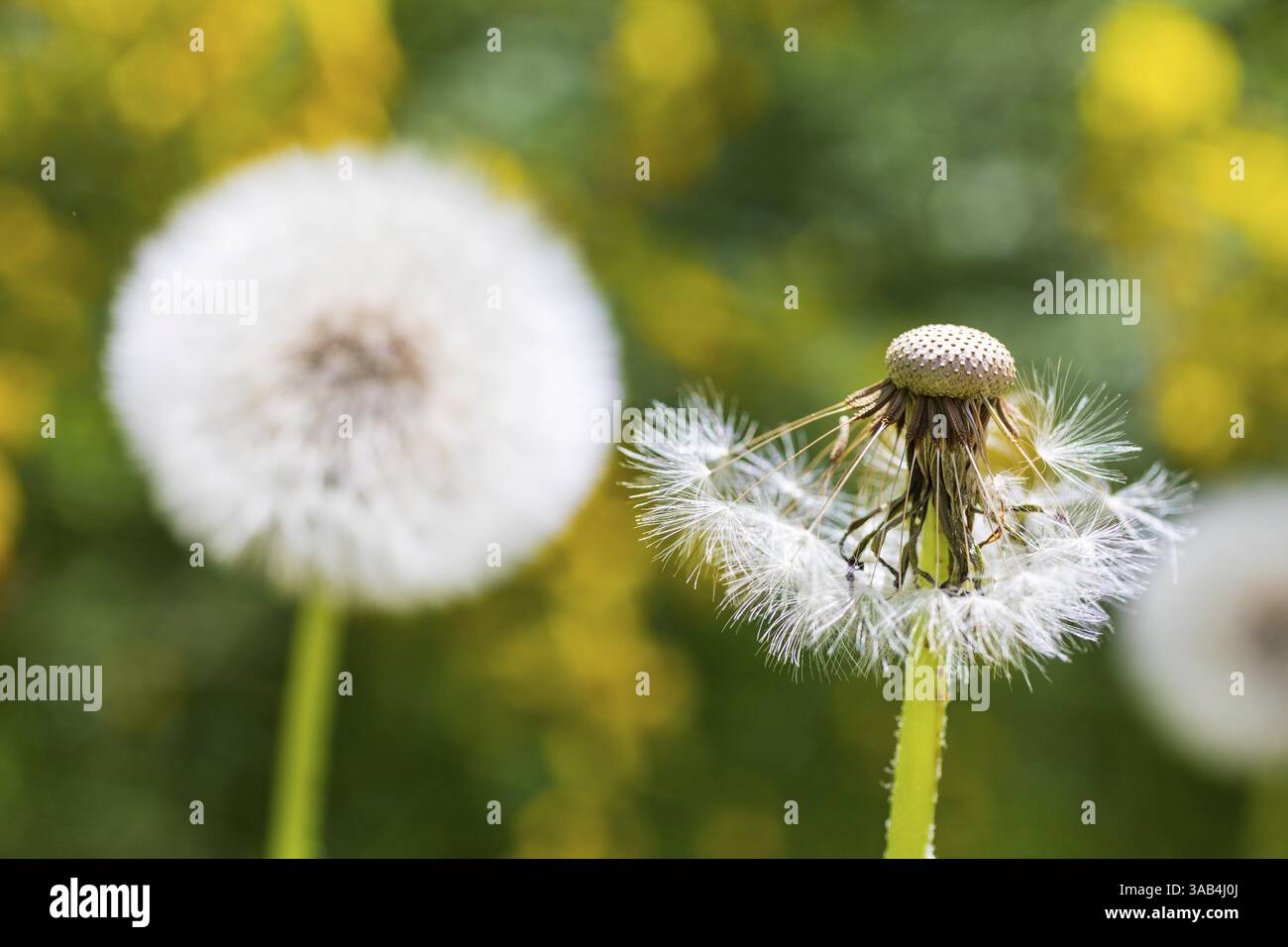 Pissenlit, tête de graine de pissenlit (Taraxacum), Allemagne, Europe Banque D'Images