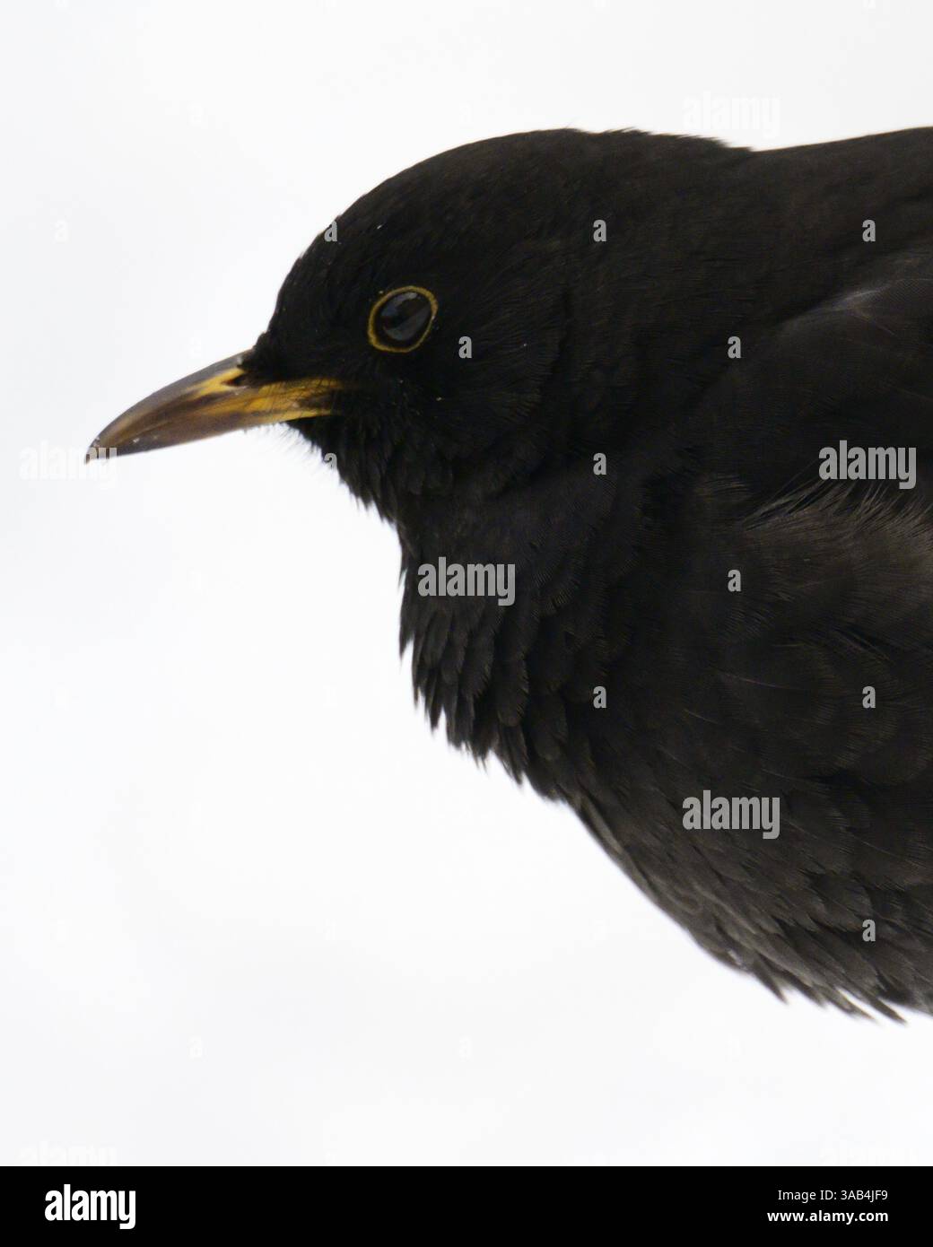 Blackbird (Turdus merula) mâle, noir, bec jaune, gros plan, tête, yeux, arrière-plan flou, blanc, région de la Ruhr, Rhénanie-du-Nord-Westphalie, Allemagne, Europ Banque D'Images
