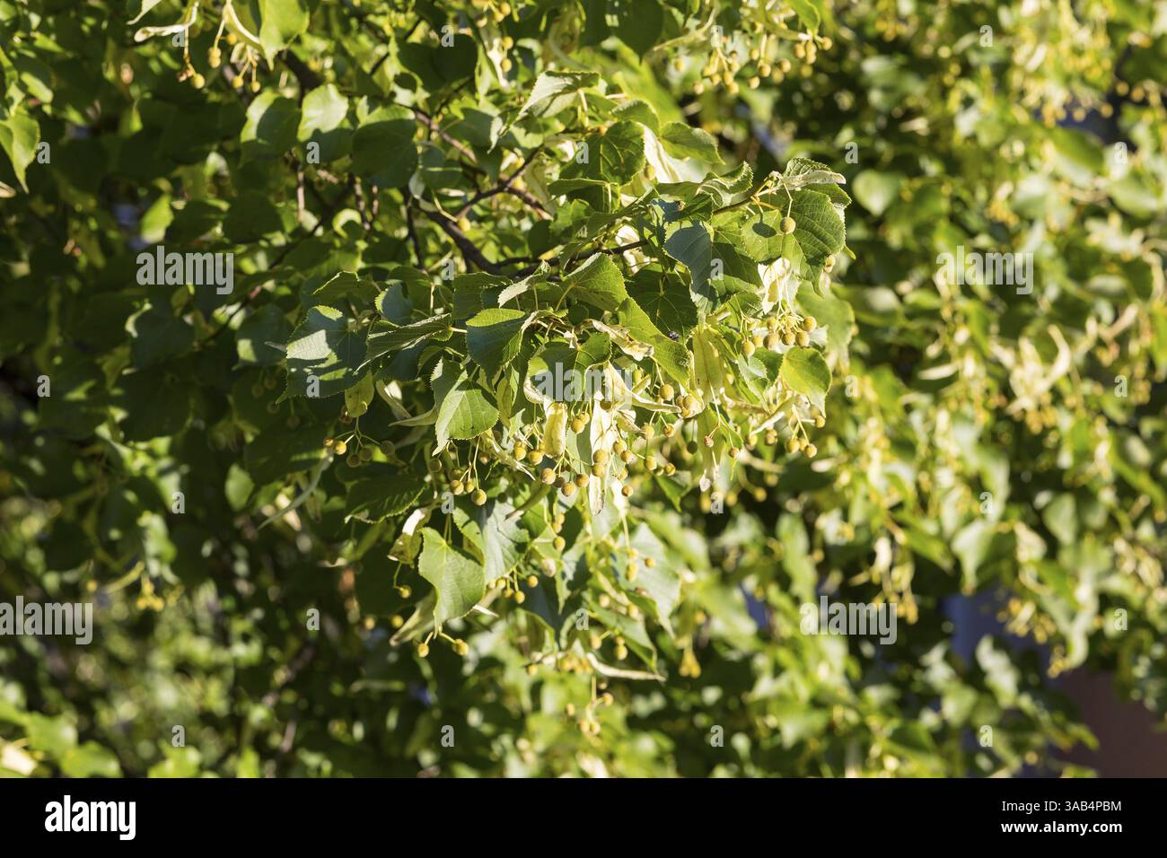 Graines sur les branches d'un tilleul (Tilia) en été Banque D'Images