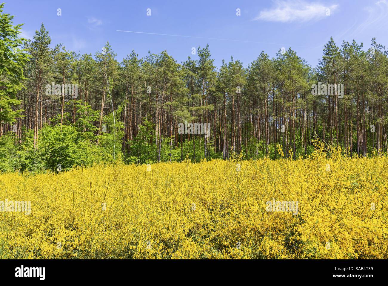 Balai balai (Cytisus scoparius) en fleurs dans une clairière dans la forêt, Friedewald, Weinboehla, Saxe, Allemagne, Europe Banque D'Images