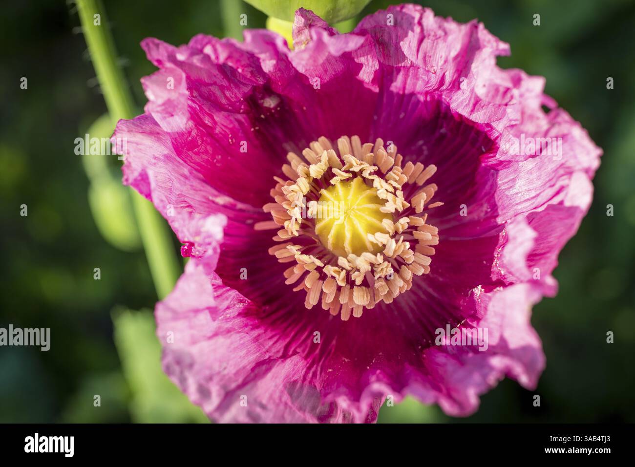 Pavot bleu (Papaver somniferum) floraison dans un champ près de Callenberg, Saxe, Allemagne, Europe Banque D'Images