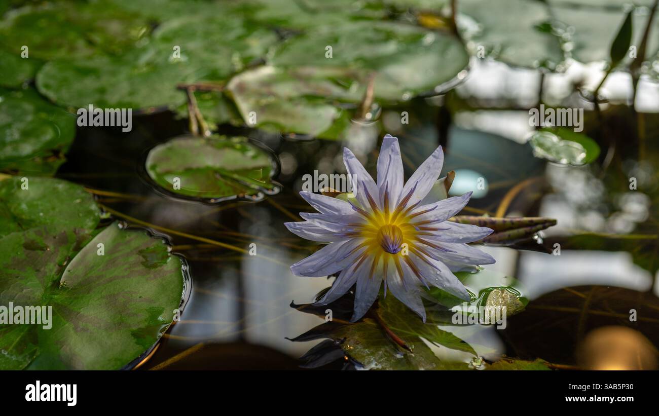 Nymphaea nouchali caerulea est un nénuphar du genre Nymphaea. Plantes aquatiques des lacs, des piscines et des rivières d'eau de mer. Banque D'Images