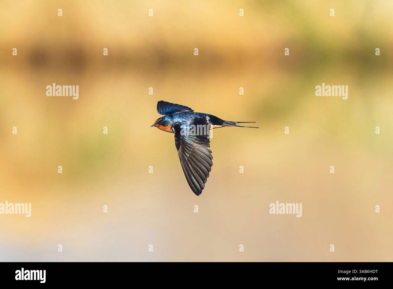 Un oiseau hirondelle de grange volant à travers un lac réfléchissant doré. Banque D'Images