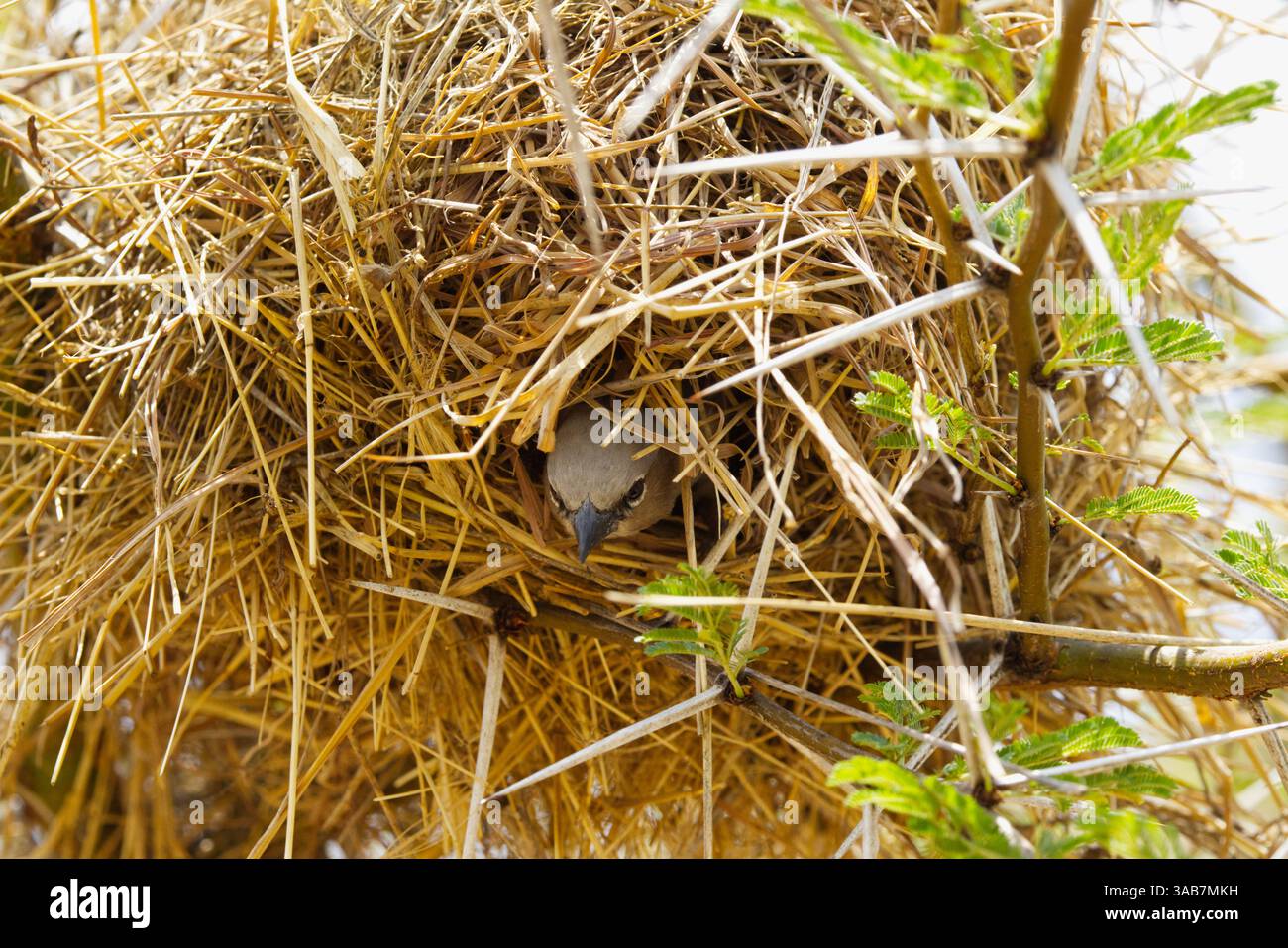 Un tisserand social à tête grise (Pseudonigrita arnaudi) sortant de son nid fait de paille de gazon dans le parc national du Serengeti, Tanzanie, Afrique Banque D'Images