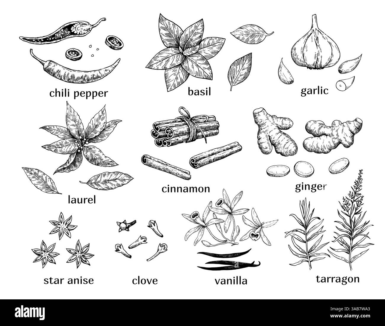 Ensemble d'épices et de plantes aromatiques. Illustration vectorielle détaillée dessinée à la main dans le style d'encre d'esquisse. Illustration de Vecteur